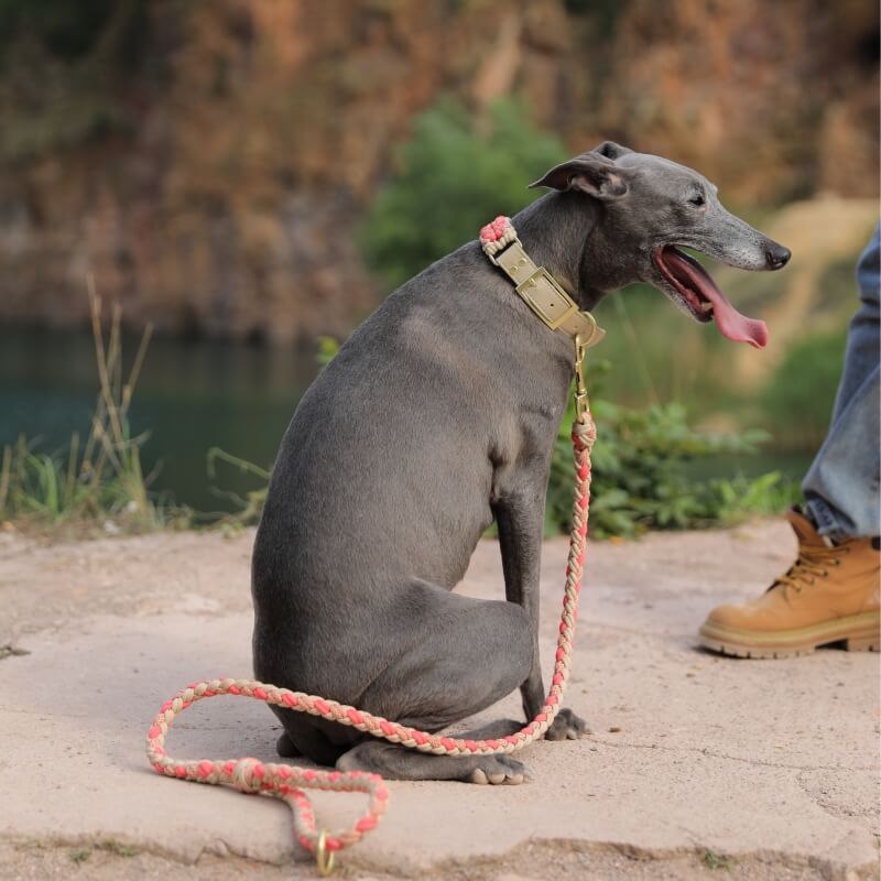 Handgewebtes Anti-Zug-Hundehalsband und -Leine aus Leder – langlebig und stilvoll für ultimative Kontrolle