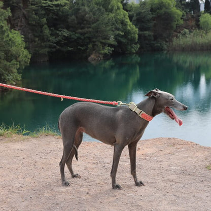 Handgewebtes Anti-Zug-Hundehalsband und -Leine aus Leder – langlebig und stilvoll für ultimative Kontrolle