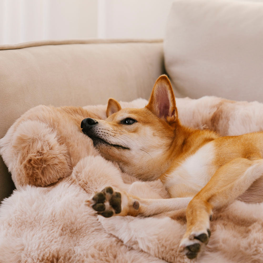 Flauschiges, beruhigendes Hundebett, Sofaschutz, Haustiermatte – ultimativer Komfort für Ihren pelzigen Freund