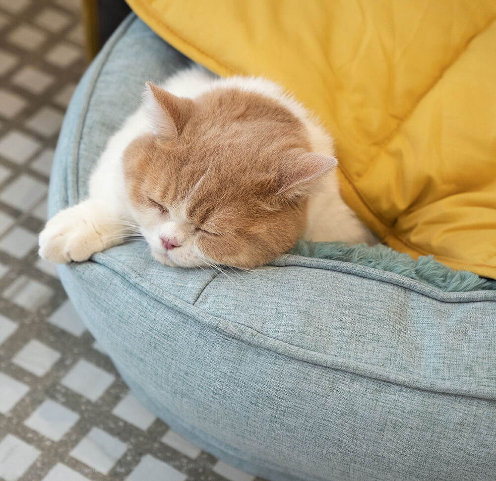 Versatile Leaf-Inspired Pet Mat